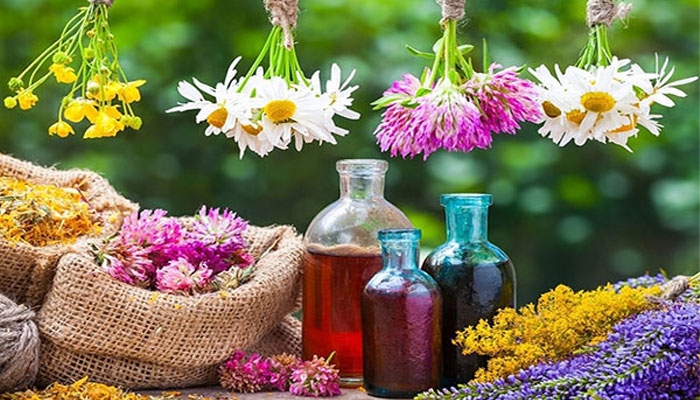 کشت-۵۰۰-هکتار-گیاهاندارویی-در-زنجان-