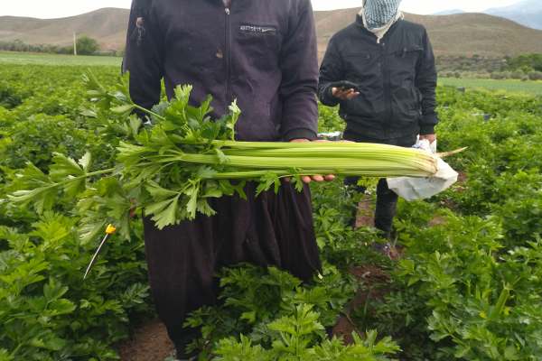 برداشت-کرفس-طارم-از-مزرعه-تا-صادرات