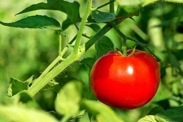 کشت-تونلی-گوجهفرنگی-برای-اولینبار-در-طارم