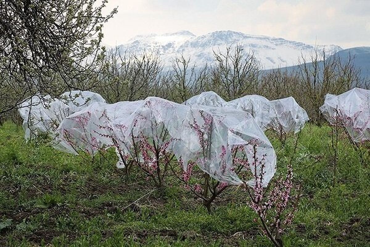 کشاورزان-ابهری-برای-مقابله-با-سرما-آماده-باشند