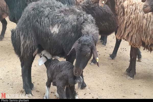واحد-پرورش-گوسفند-داشتی-در-سلطانیه-افتتاح-شد-