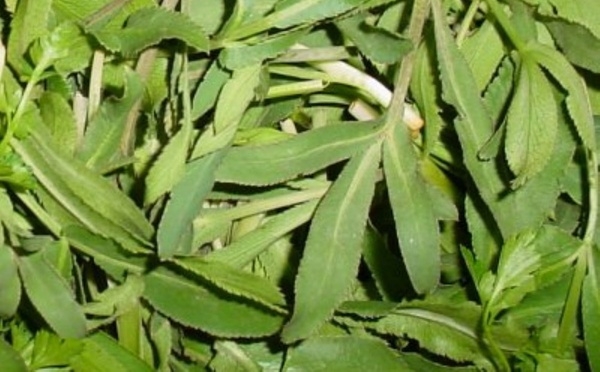 بهار-زنجان-رنگینکمان-گیاهان-دارویی-طبیعت