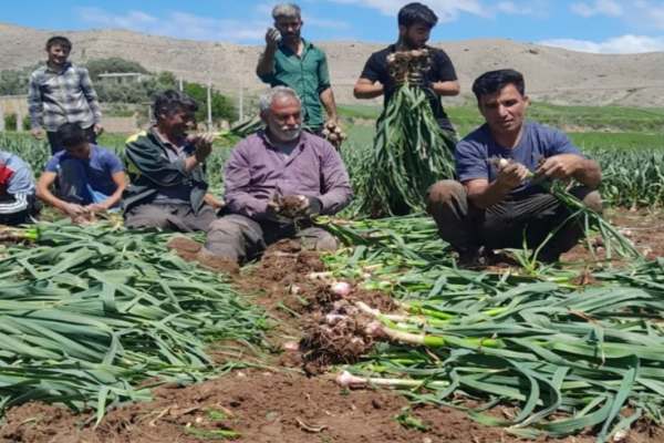 سیر-طارم-و-داستان-ناتمام-دلالان