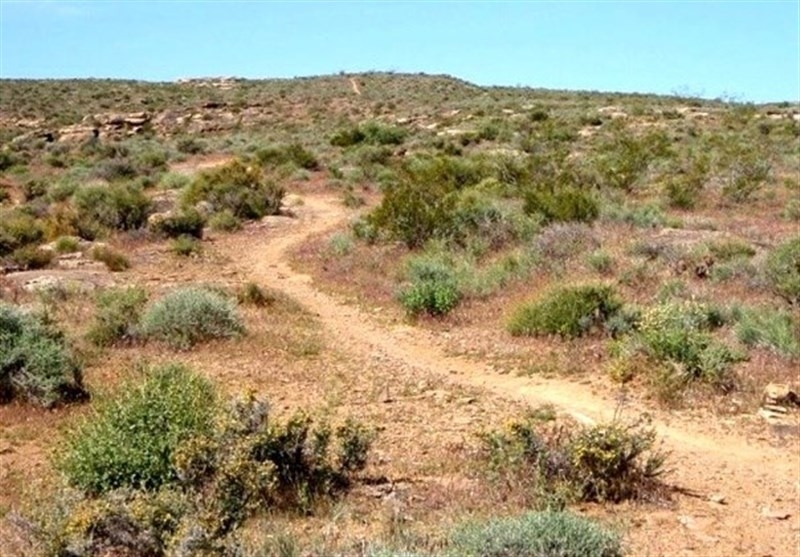 ۴۲-درصد-مراتع-زنجان-فقر-پوشش-گیاهی-دارند