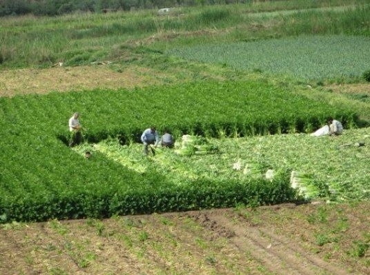 «ضایعات»-عایده-طارمیها-از-کرفس