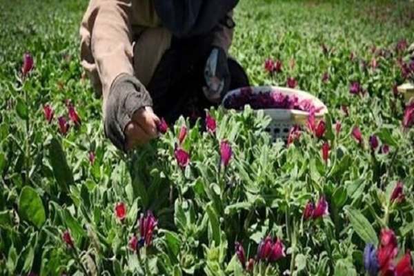 توسعه-کشت-گیاهان-دارویی-در-سلطانیه