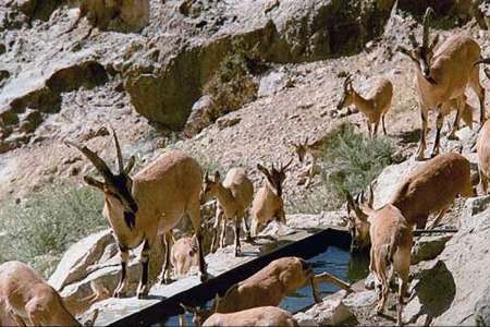خشکسالی-تنوع-زیستی-ماهنشان-را-تهدید-میکند