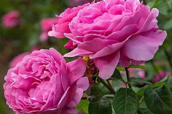 -ایجاد-اشتغال-پایدار-با-توسعه-کشت-گل-محمدی-