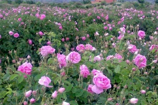 رونق-کشت-گلمحمدی-در-شهرستان-سلطانیه