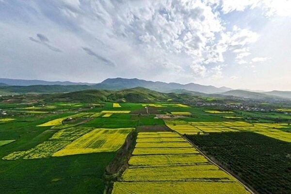 کشت-3000-هکتار-حبوبات-در-ابهر
