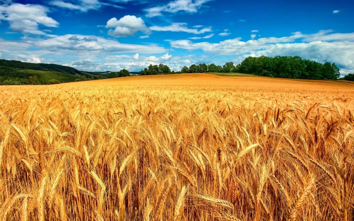 گندم-ابهر-طلای-زرد-خودکفایی