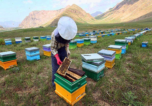سفری-به-دنیای-شیرین-زنبورداری-زنجان-