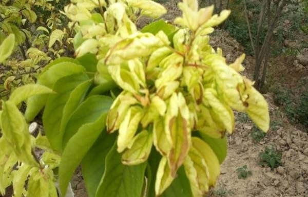 باغات-زردآلوی-ماهنشان-در-بحران-خشکسالی