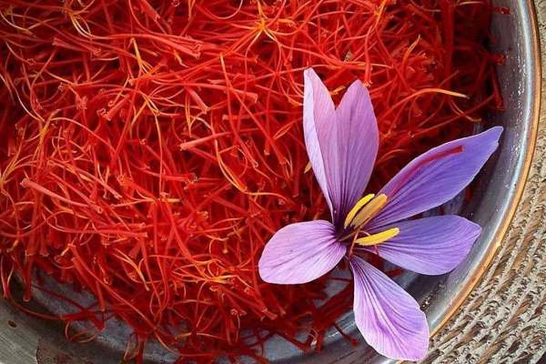 سطح-کشت-طلای-سرخ-زنجان-گستردهتر-میشود