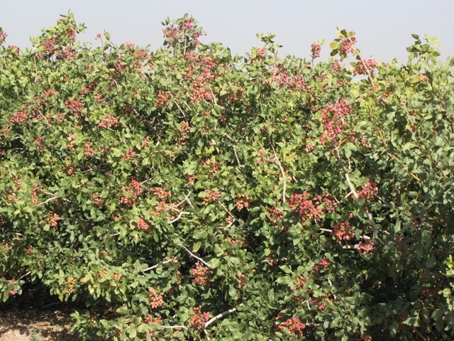 طلای-سبز-زنجان-در-آغوش-خشکسالی