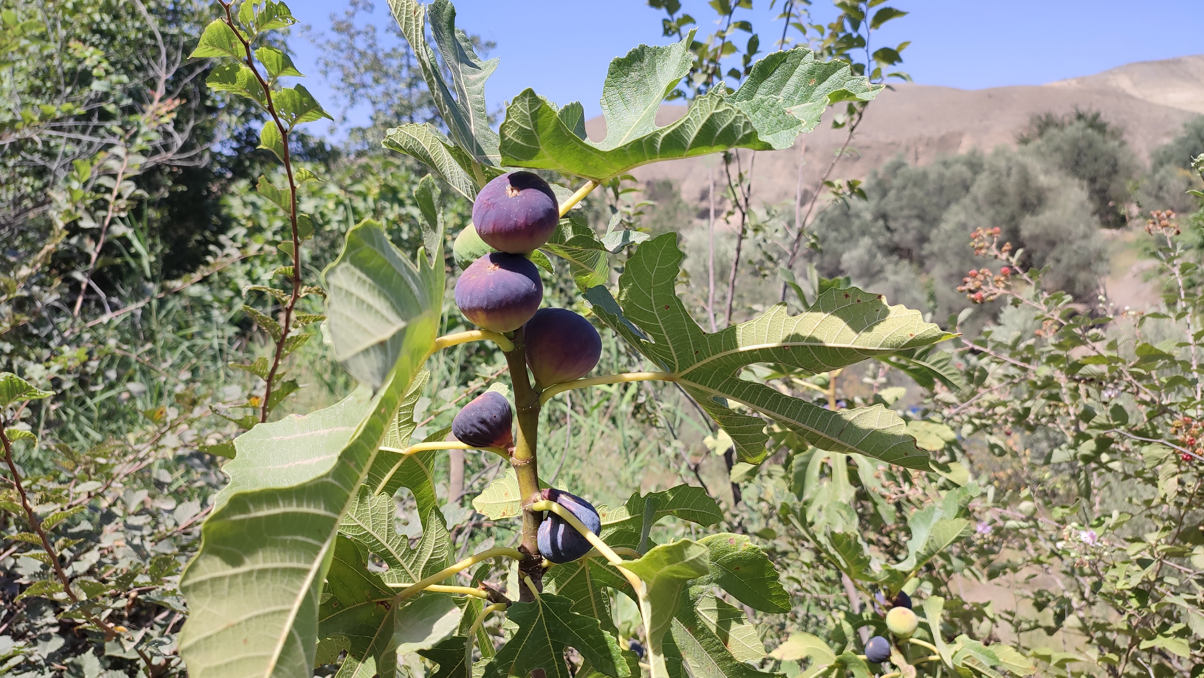 طارم-جایی-که-طبیعت-شاعر-میشود