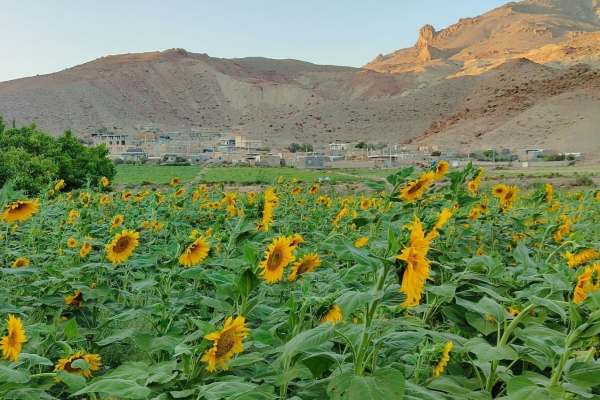 درخشش-مزارع-آفتابگردان-در-ماهنشان