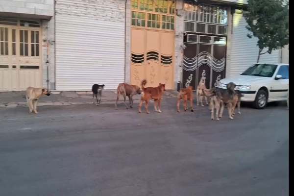 خرمدره-در-حصار-سگهای-ولگرد-گلهای