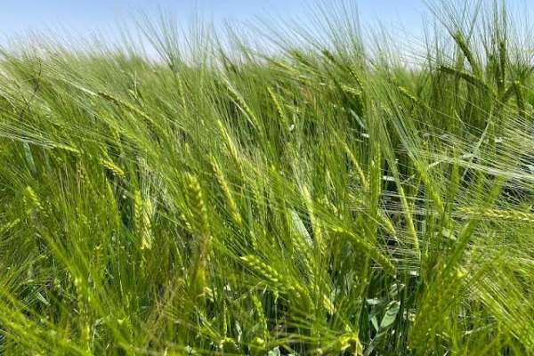 برنامهریزی-کشت-2000-هکتار-جو-مالتینگ-در-ابهر-