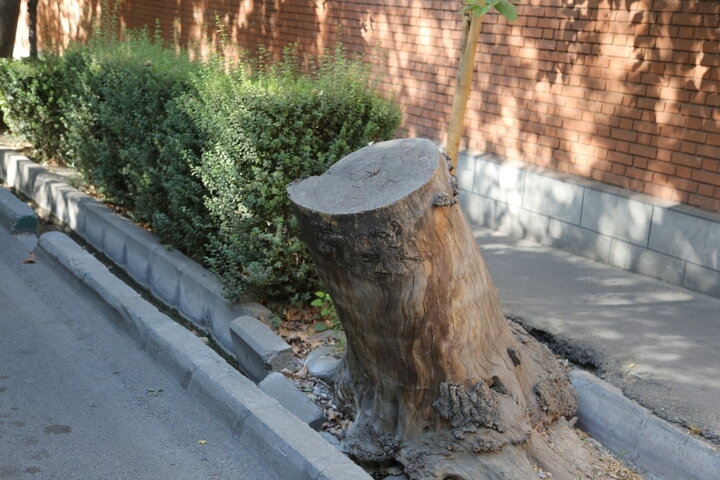 قطع-بدون-مجوز-درختان-جرم-است