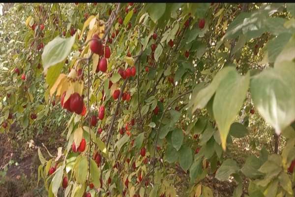 زغال‌اخته-معجزه-سرخ-دامنه‌های-روستای-مرشون-ابهر