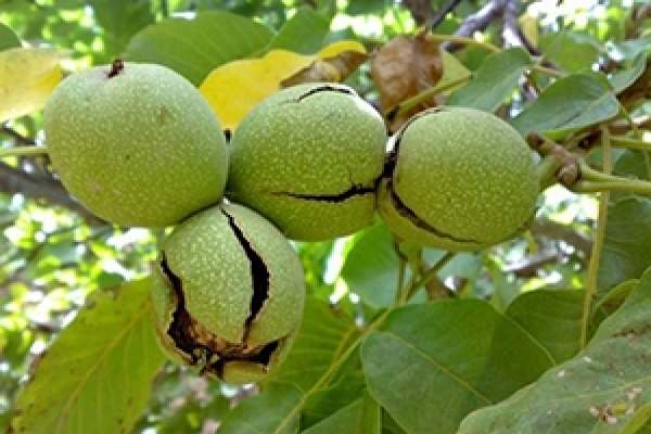 برگزاری-جشنواره-ملی-گردو-در-خدابنده