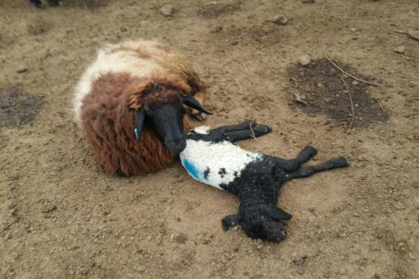 مشاهده-3-مورد-تب-برفکی-مشکوک-در-خدابنده