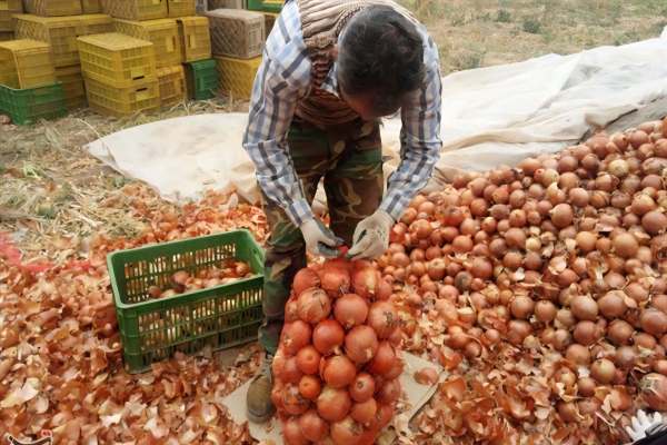 برداشت-۱۵۰-هزار-تن-پیاز-در-زنجان