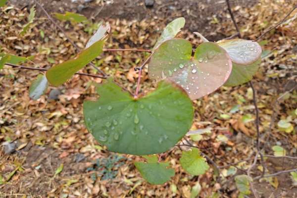 زیبایی‌های-پس-از-باران-در-زنجان