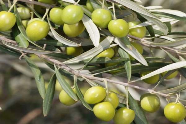 کمبود-واحدهای-بسته‌بندی-زیتون-در-زنجان-