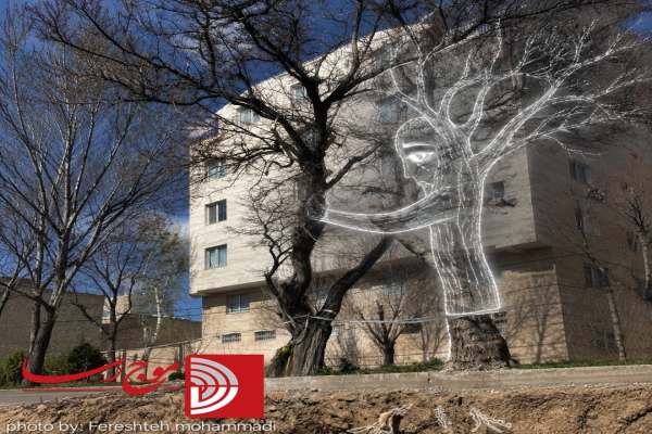 درختان-زنجان،-همچو-بیدِ-لرزان