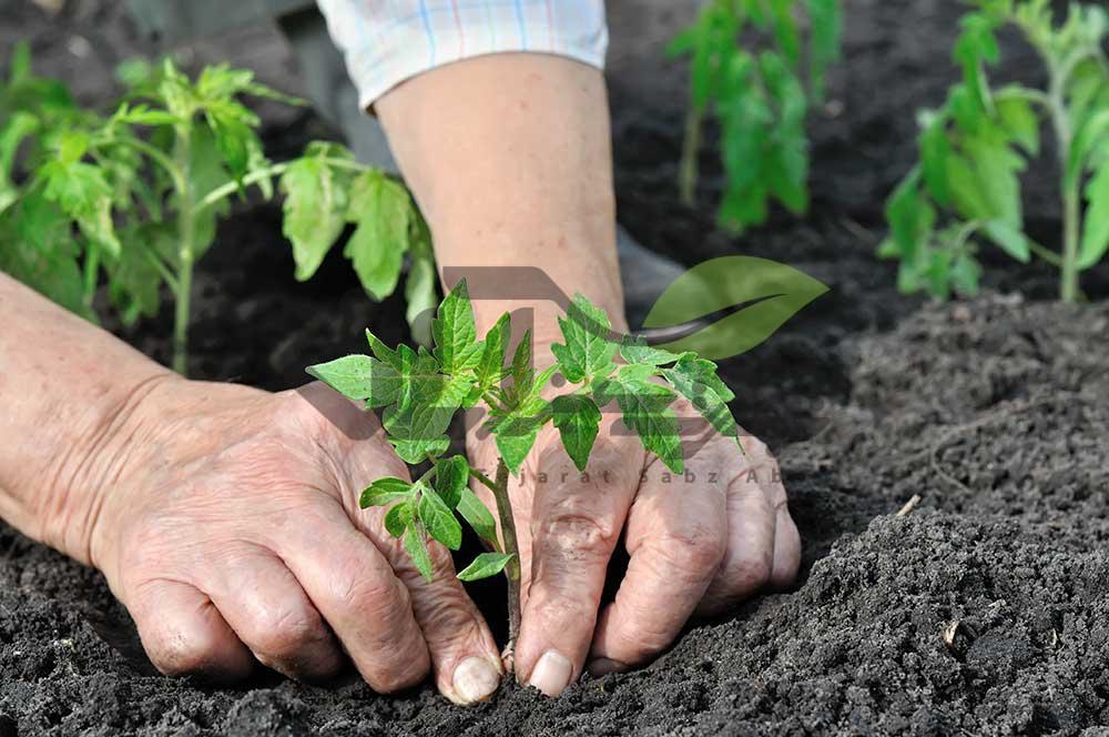 -زنجان؛-قطب-تأمین-نشای-سبزی-کشور