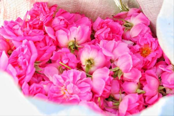 گلاب-اصیل-از-باغ‌-حسینیه-اعظم-زنجان