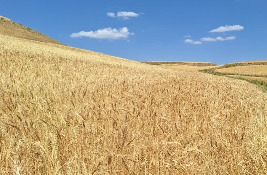 آغاز-عملیات-خرید-بذر-گندم-و-جو-در-استان-زنجان-