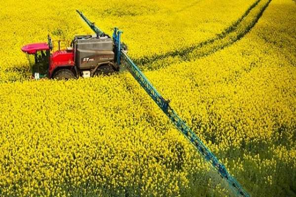 ابهر-امسال-۶۰-تن-کلزا-برداشت-می‌کند