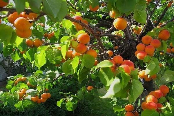 سوختن-سرمایه‌-باغداران-ماهنشان-در-آتش-خام‌فروشی