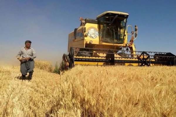 پرداخت-۱-۸-هزار-میلیارد-تومان-از-مطالبات-گندمکاران-خدابنده‌ای