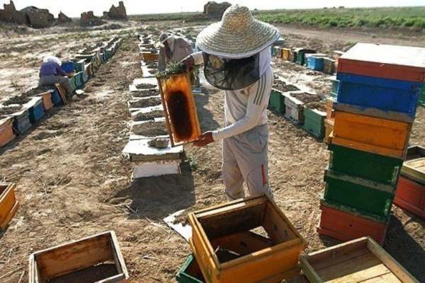 اجرای-طرح-سرشماری-زنبور-عسل-در-خدابنده