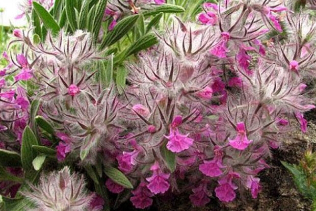 شناسایی-بیش-از-۱۲۰-گونه-گیاهی-در-مراتع-ماهنشان