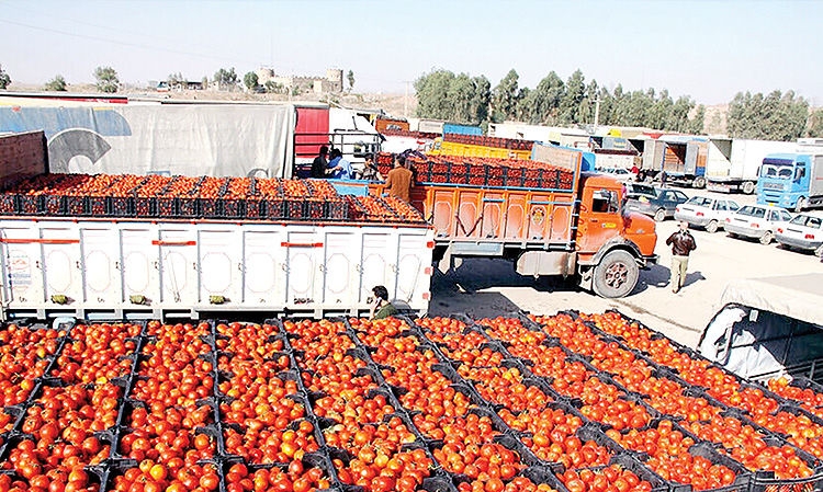 گام‌های-بلند-کشاورزی-زنجان-به-سوی-صادرات