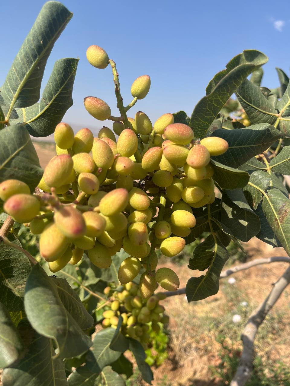 ال