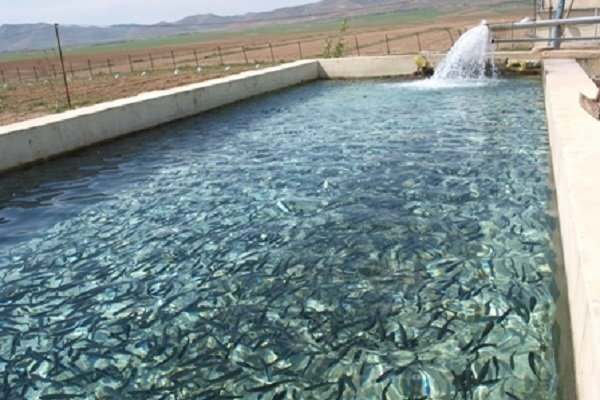 ارائه-تسهیلات-ویژه-برای-آبزی‌پروران-ماهنشان-ضروری-است
