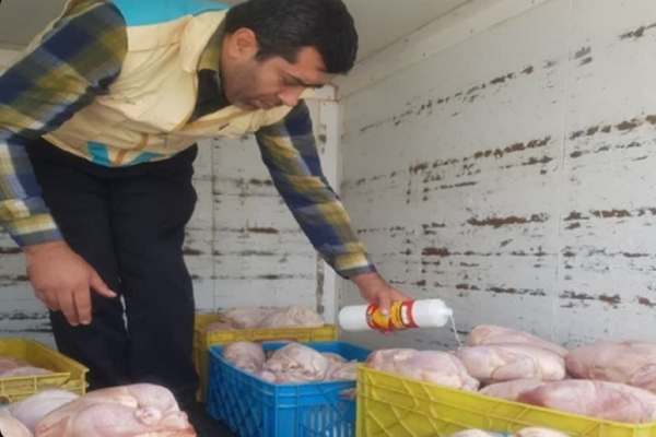 معدوم‌سازی-۲۱۳-کیلوگرم-مرغ-غیربهداشتی-در-خرمدره-