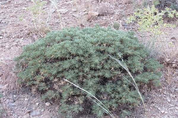 گَوَن؛-گنجینه-گیاهی-انگوران-در-خطر-نابودی